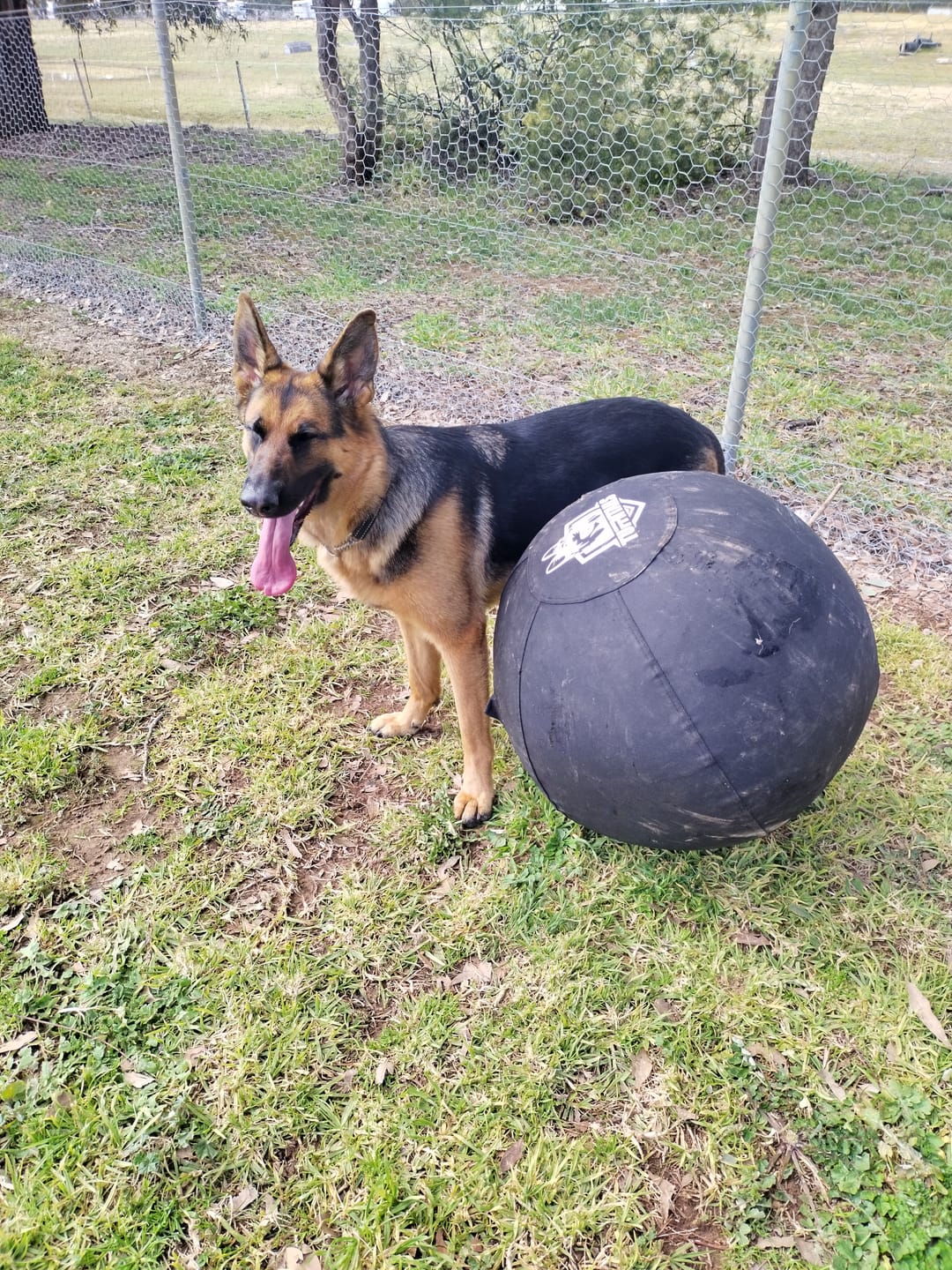 Customer photo review of Power Breed Herding Ball