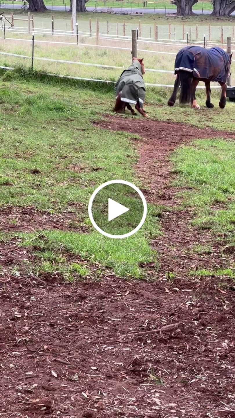 Customer video review of LE Boxter Pony Turnout 50g