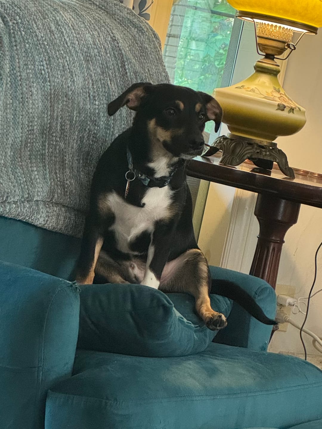 Customer photo review of Traveling/Motion Sickness Support Formula for Dogs, 30-Day Supply