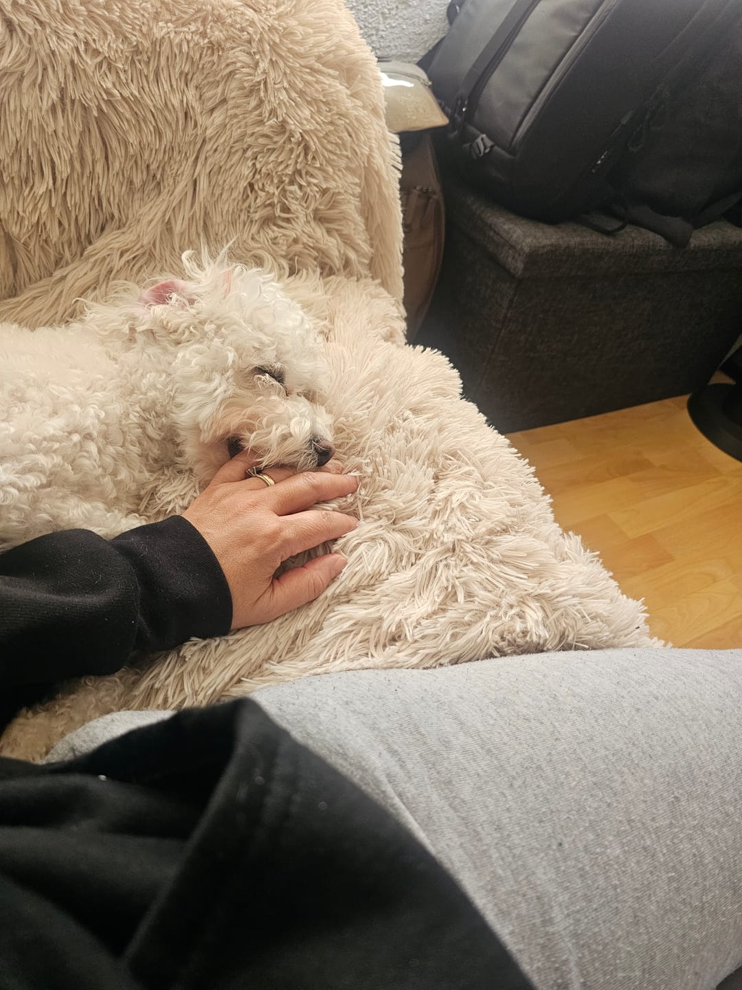 Customer photo review of Cobija Impermeable para Perros