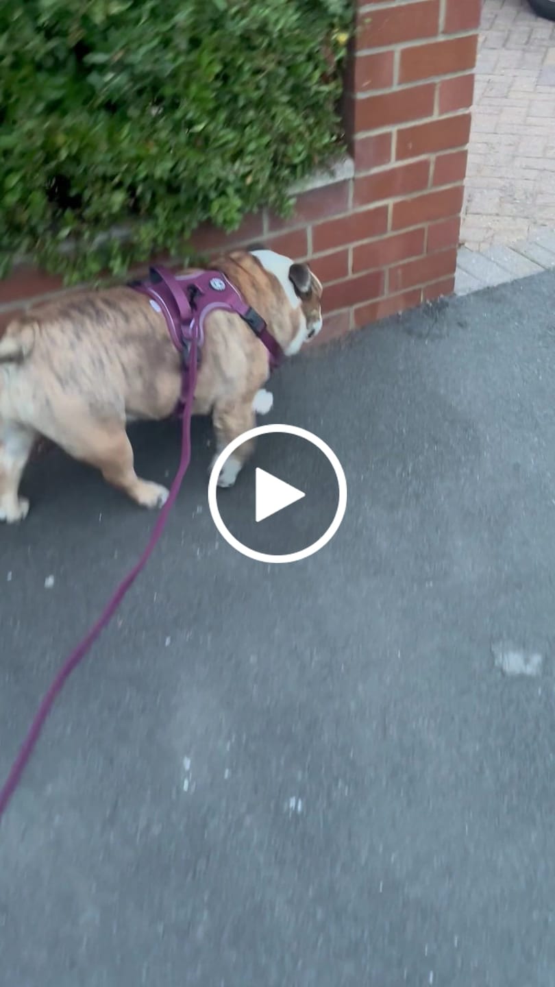 Customer video review of Trail & Glow® Dog Harness - Mulberry Tweed