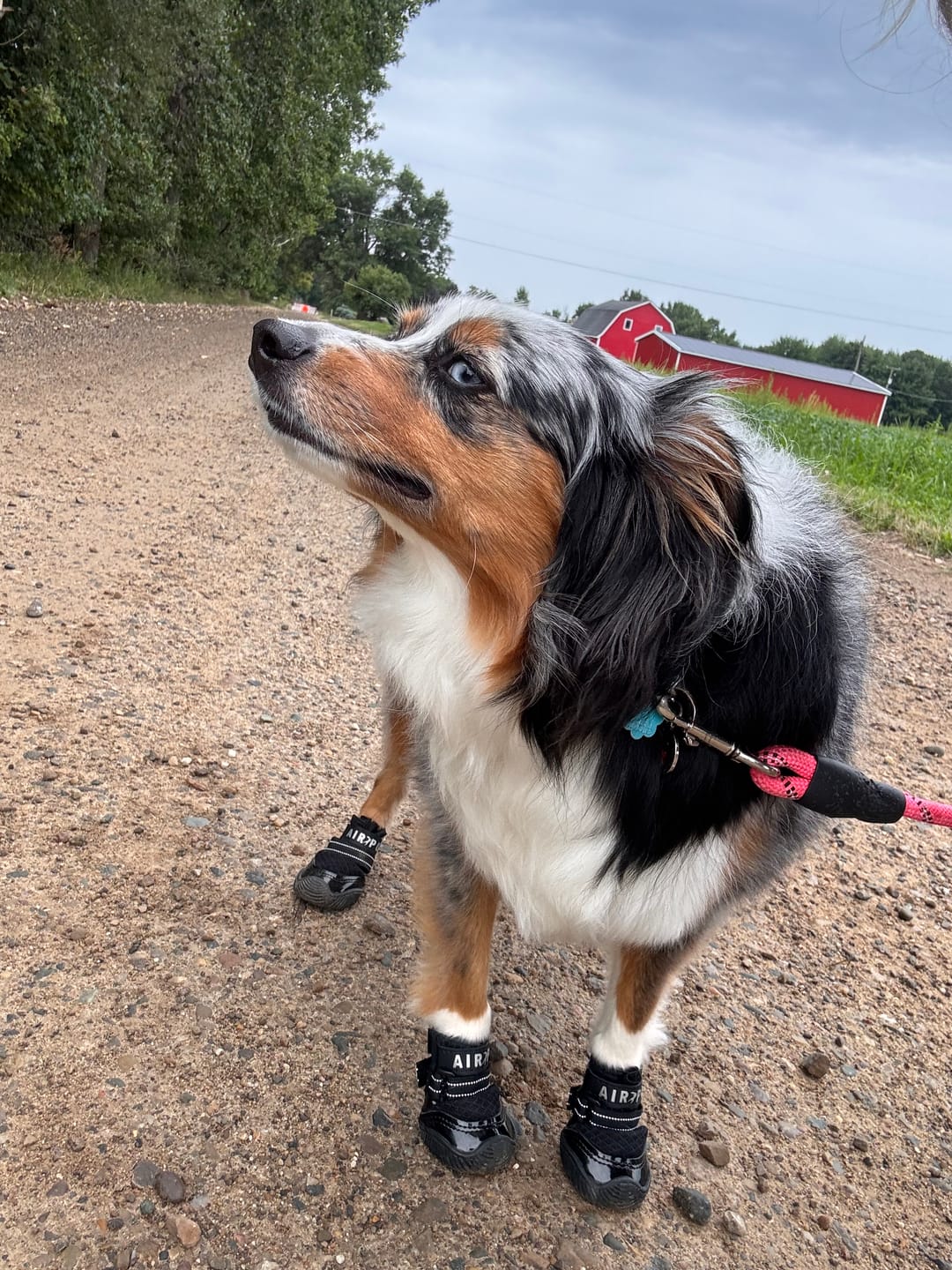 Customer photo review of AIR PUP DOG SHOES - SET OF 4