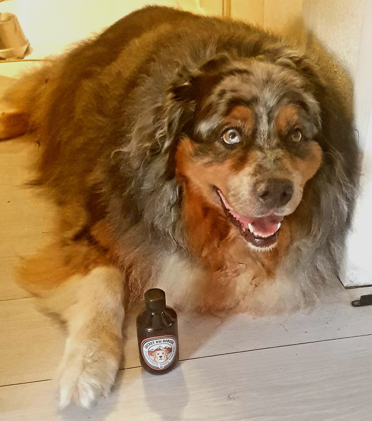 Customer photo review of Shampoing Sans Rinçage - Apaisant pour chien 🏔️
