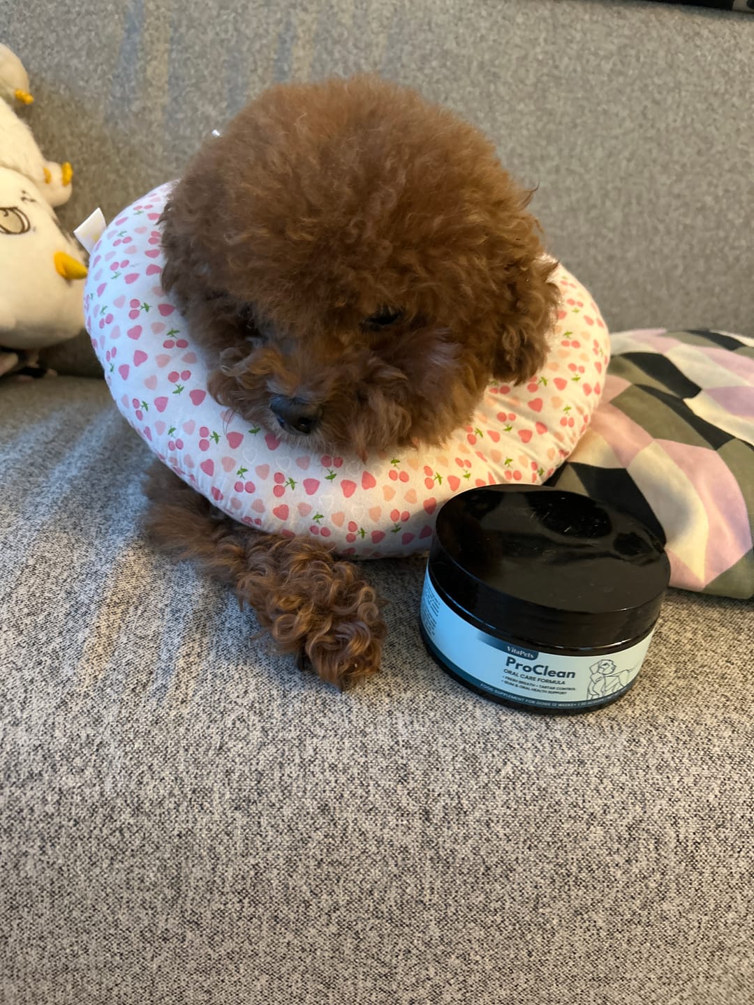 Customer photo review of ProClean™狗狗天然潔牙護齒配方