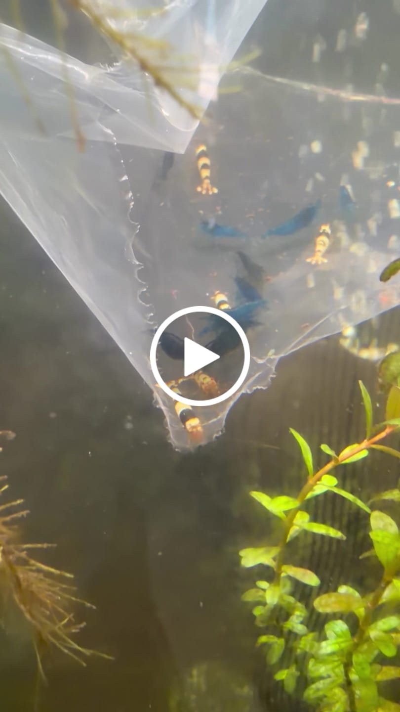 Customer video review of Crystal Black Shrimp