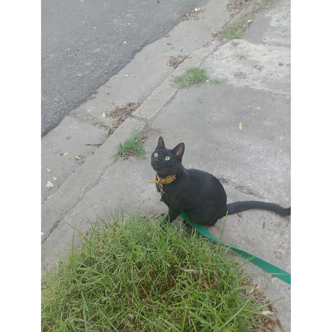 Customer photo review of Aprende a salir con tu gato sin estrés y con seguridad