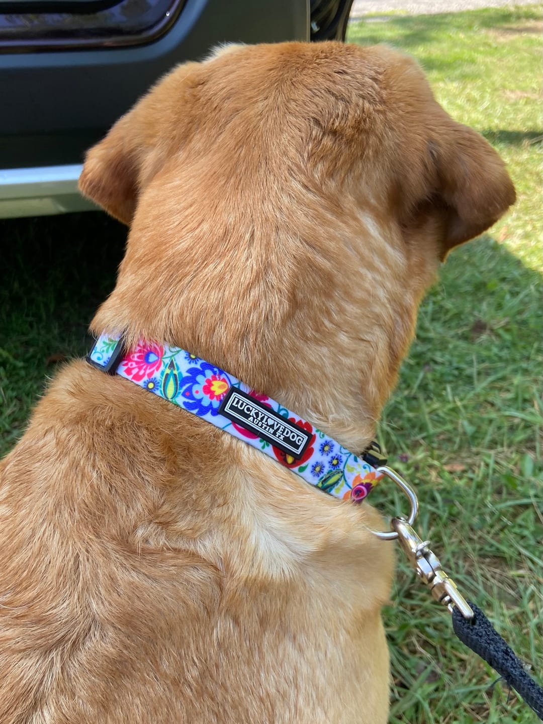 Customer photo review of Ladybird Dog Collar