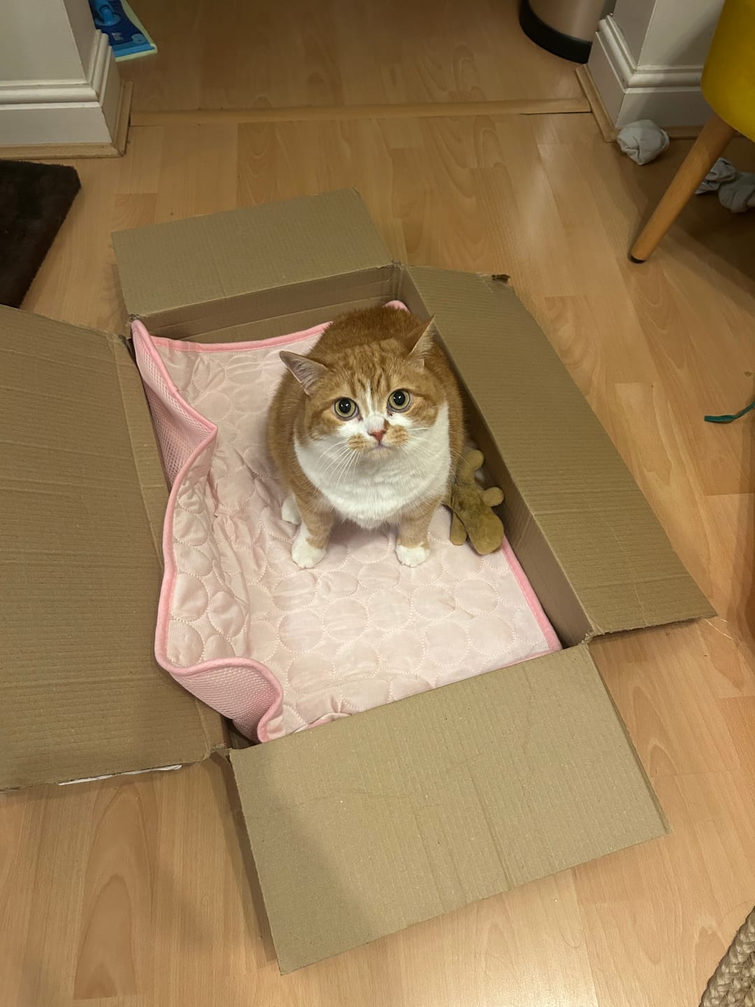 Customer photo review of The Ultimate Cooling Pet Mat