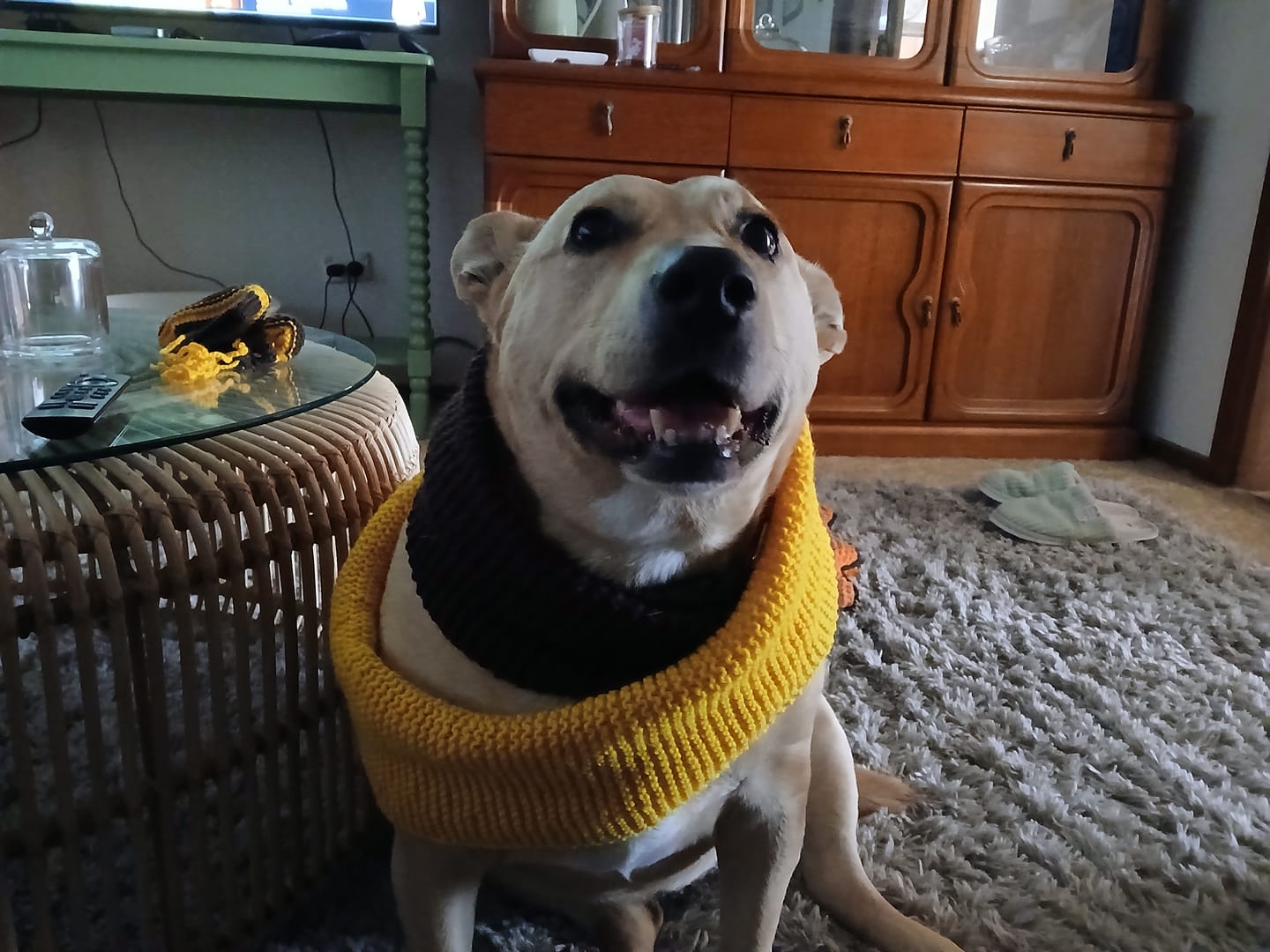 Customer photo review of Beef Bully Bites