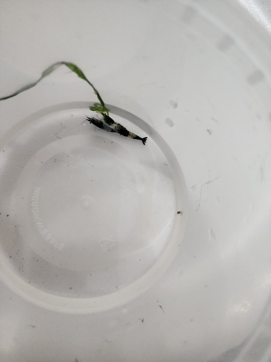 Customer photo review of Green Rili Shrimp