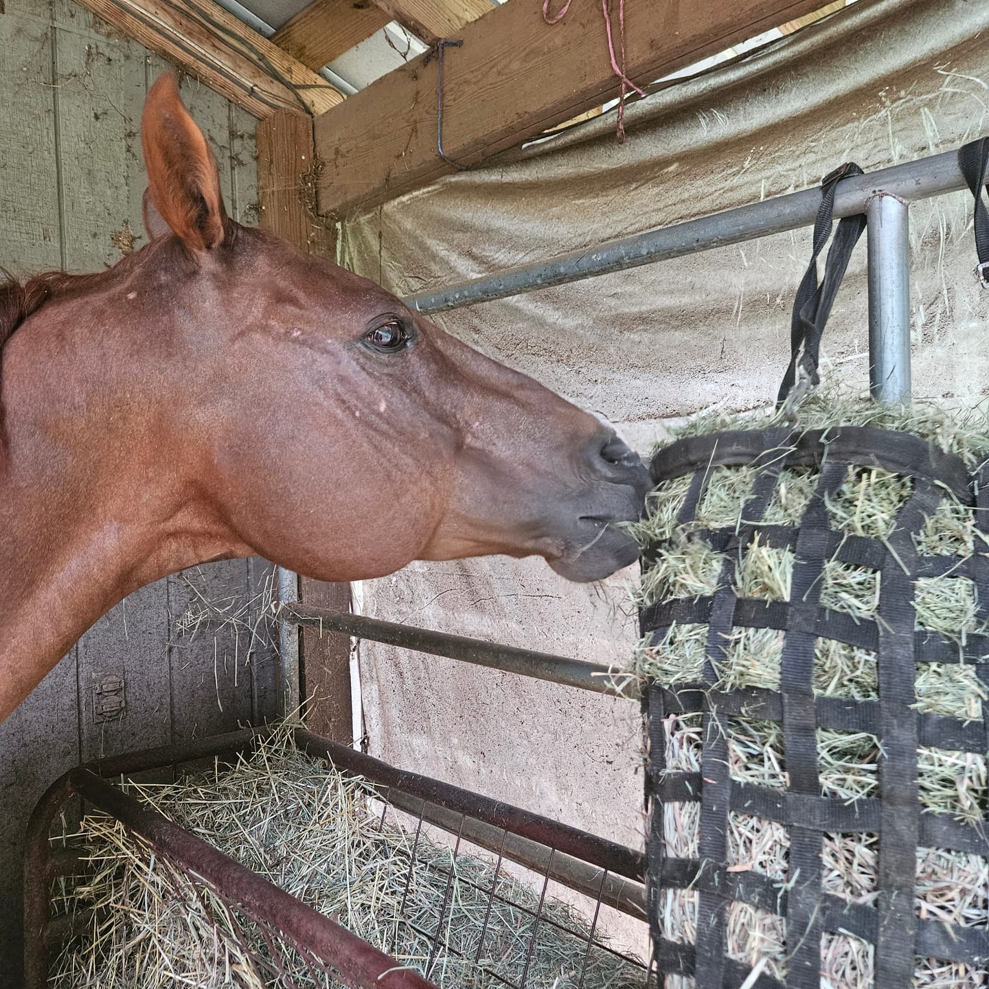 Customer photo review of 2nd Cutting (2026 Crop) NY Timothy Orchard Grass Hay (Buy More - Save More)(Includes delivery too!)