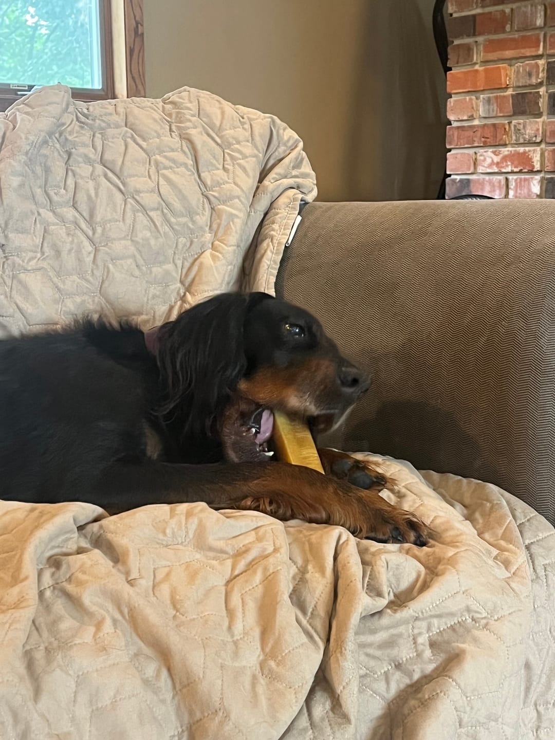 Customer photo review of Himalayan Yak Chew (LARGE)
