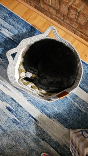 Customer's black cat curled up in the gray, woven Instinct Basket on a blue patterned rug.