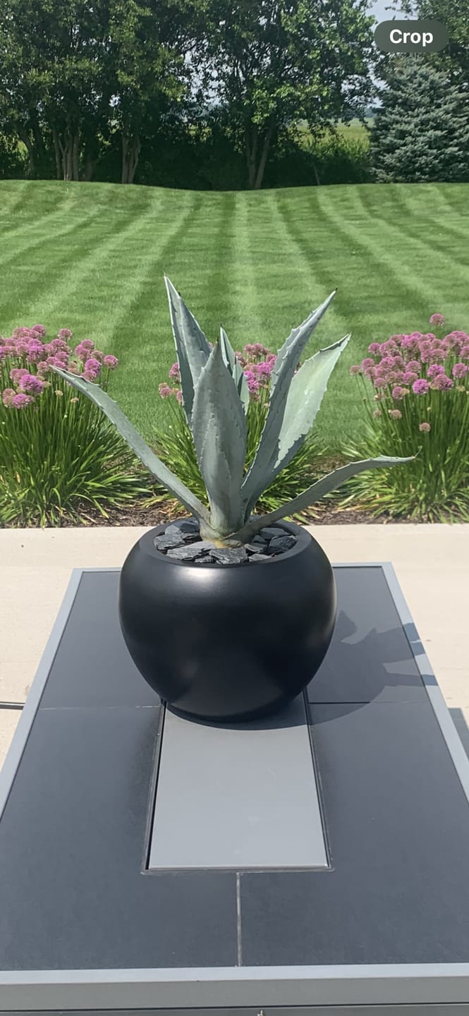 Customer photo review of Super Blue Agave Americana, Century Plant