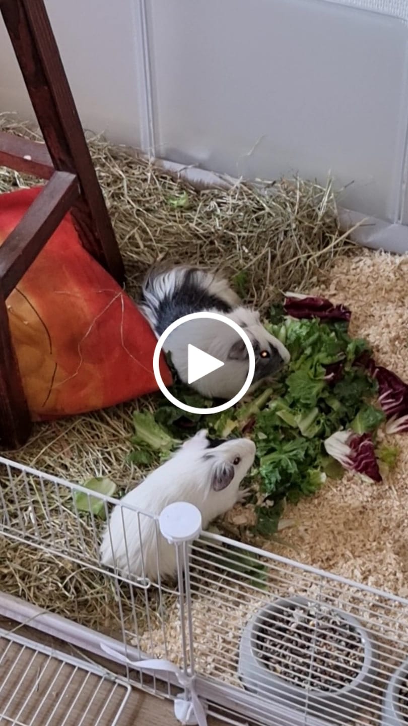 Customer video review of Abonnement Foin de prairie en vrac