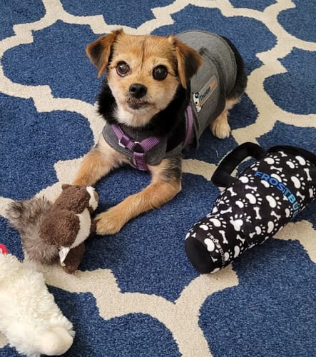 Customer's dog lying on a patterned rug next to a black and white Bark Buddy bottle cover