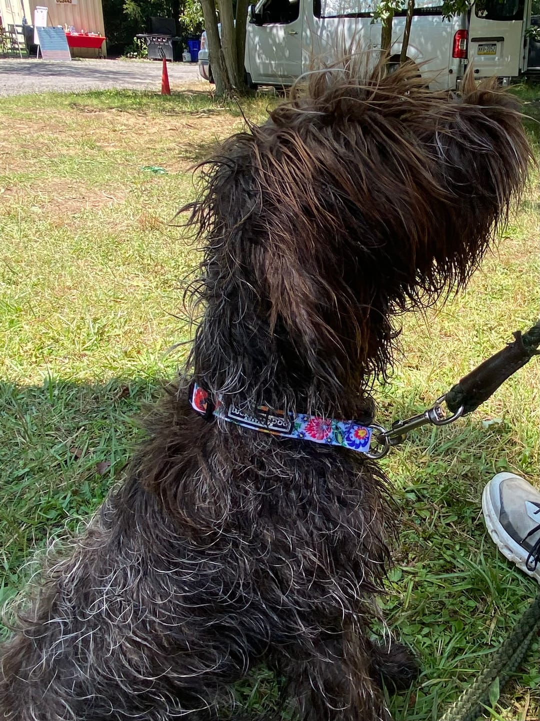 Customer photo review of Ladybird Dog Collar
