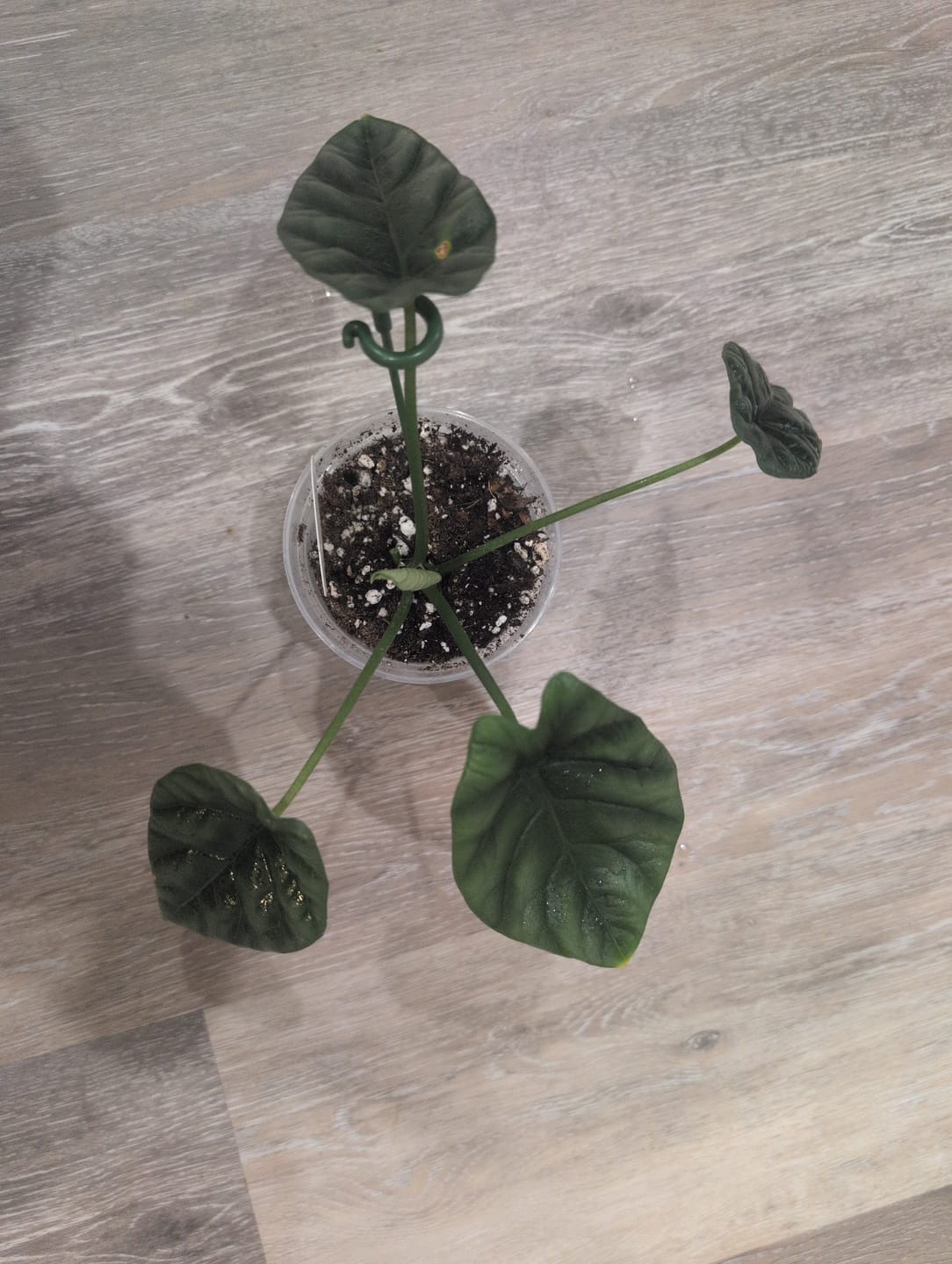 Customer photo review of Alocasia sinuata