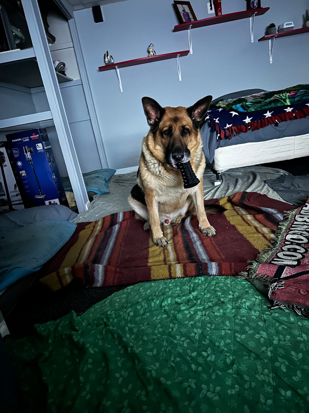 Customer photo review of K9 Belly Bliss™