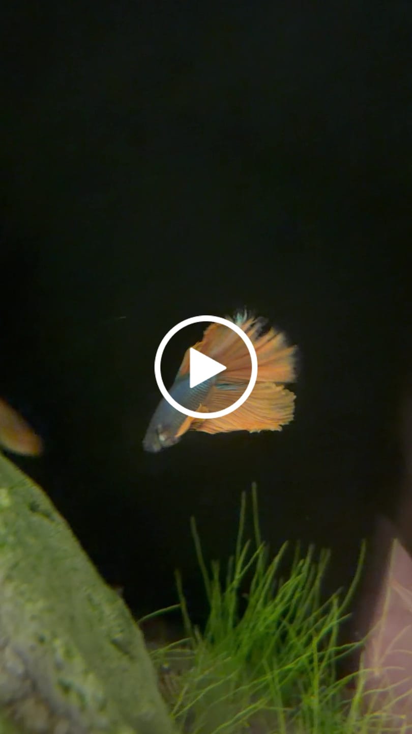 Customer video review of Halfmoon Blue Mustard Betta Fish (Male)