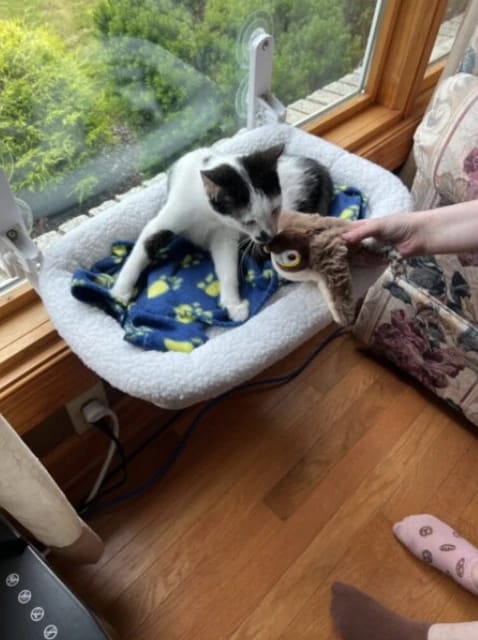 Customer photo review of Realistic Chirping Bird Cat Toy with Flapping Wings