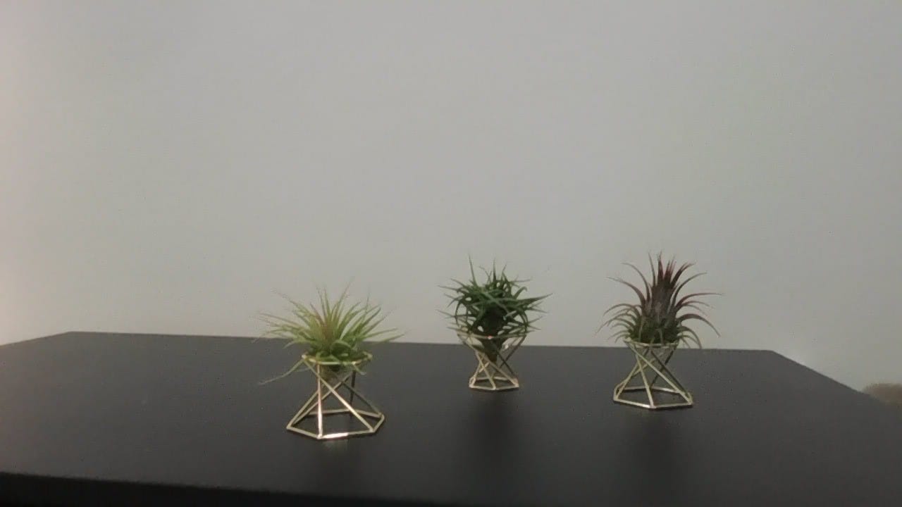 Customer photo review of *6 Pack* Premium Air Plants Mix  *Cannot Be Shipped Internationally*
