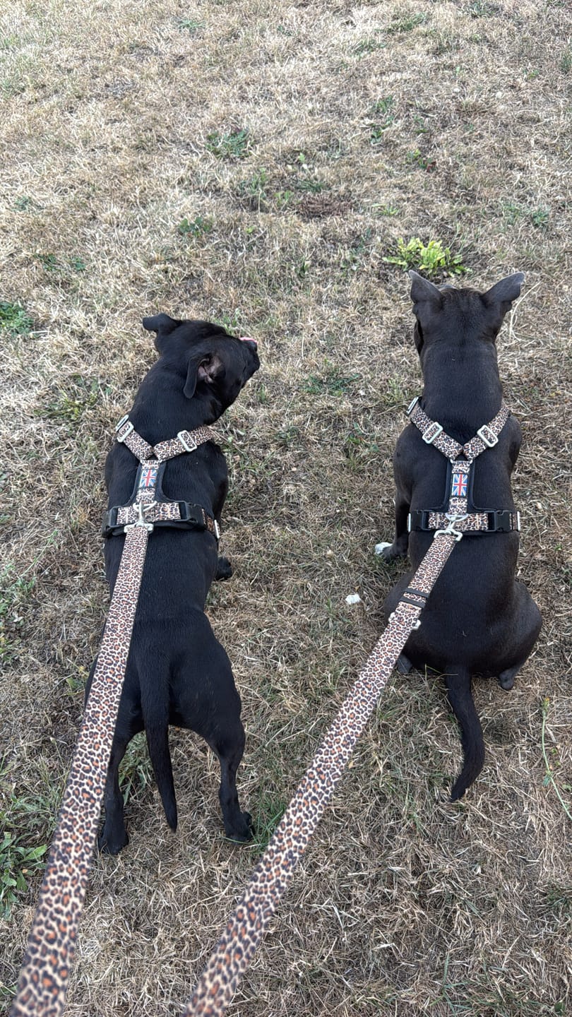 Customer photo review of Staffordshire Bull Terrier 1935® Harness & Leash Set - Leopard