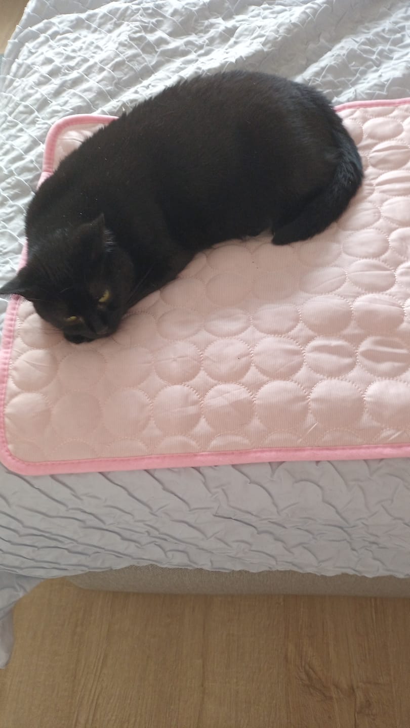 Customer photo review of The Ultimate Cooling Pet Mat