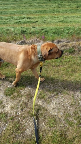 Customer's brown dog wearing a khaki 5cm Pin Buckle Collar with a yellow leash, walking on a grassy field.
