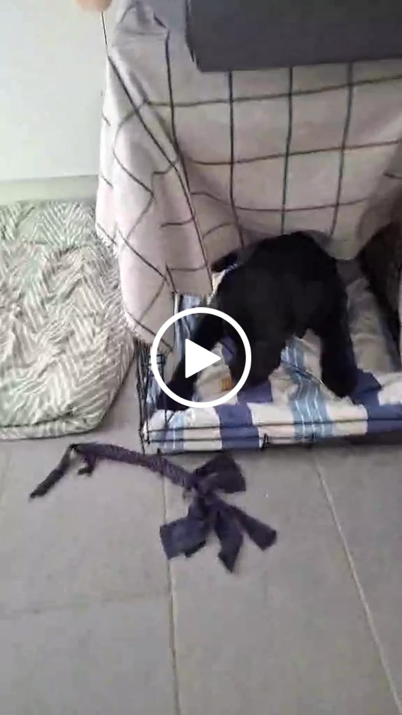 Customer video review of Hundeis m. banana split