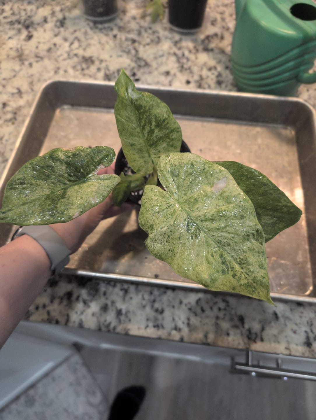 Customer photo review of Alocasia odora 'Batik'