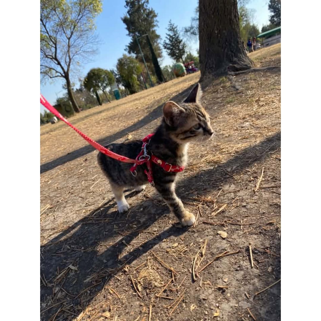 Customer photo review of Aprende a salir con tu gato sin estrés y con seguridad