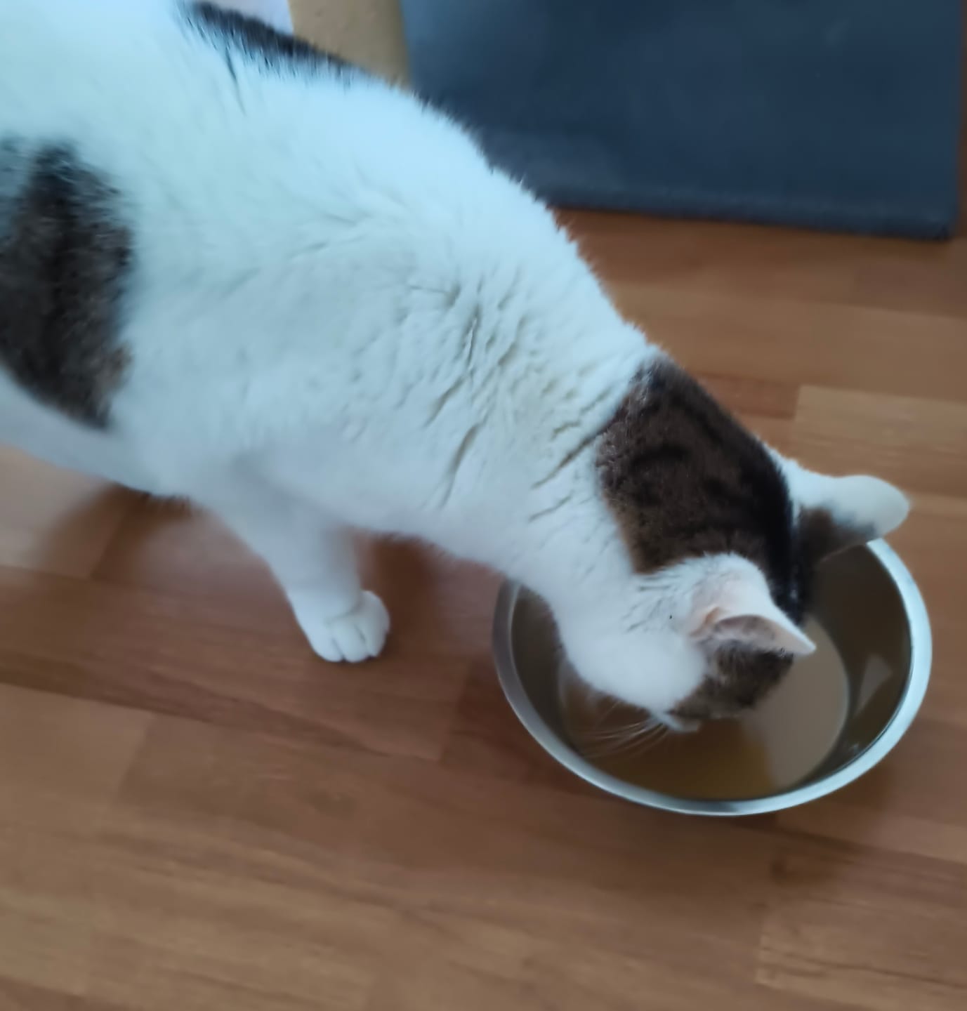 Customer photo review of Caldo de Huesos Renal Gatos