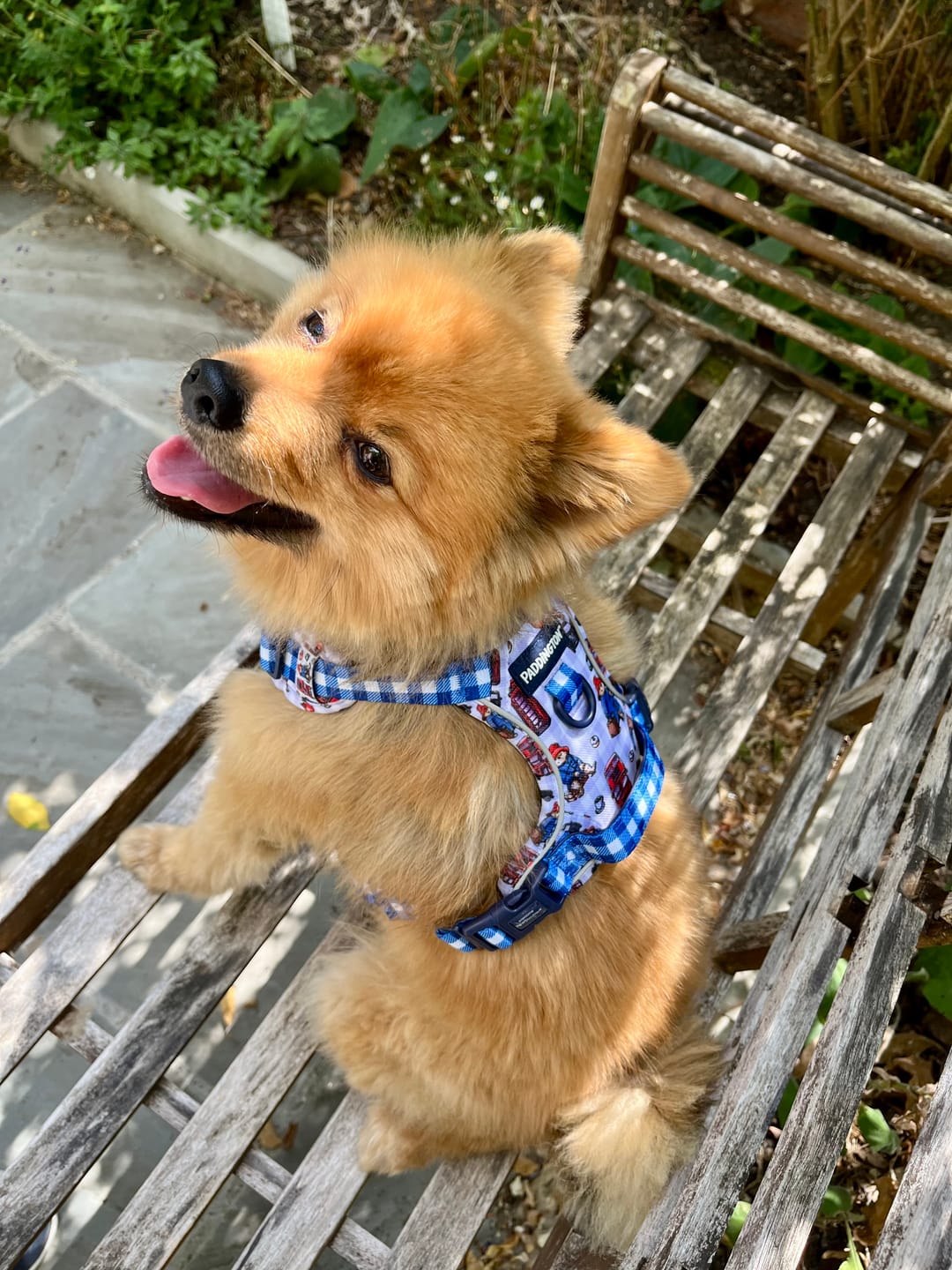 Customer photo review of Paddington™ Tough Trails™ Harness - London