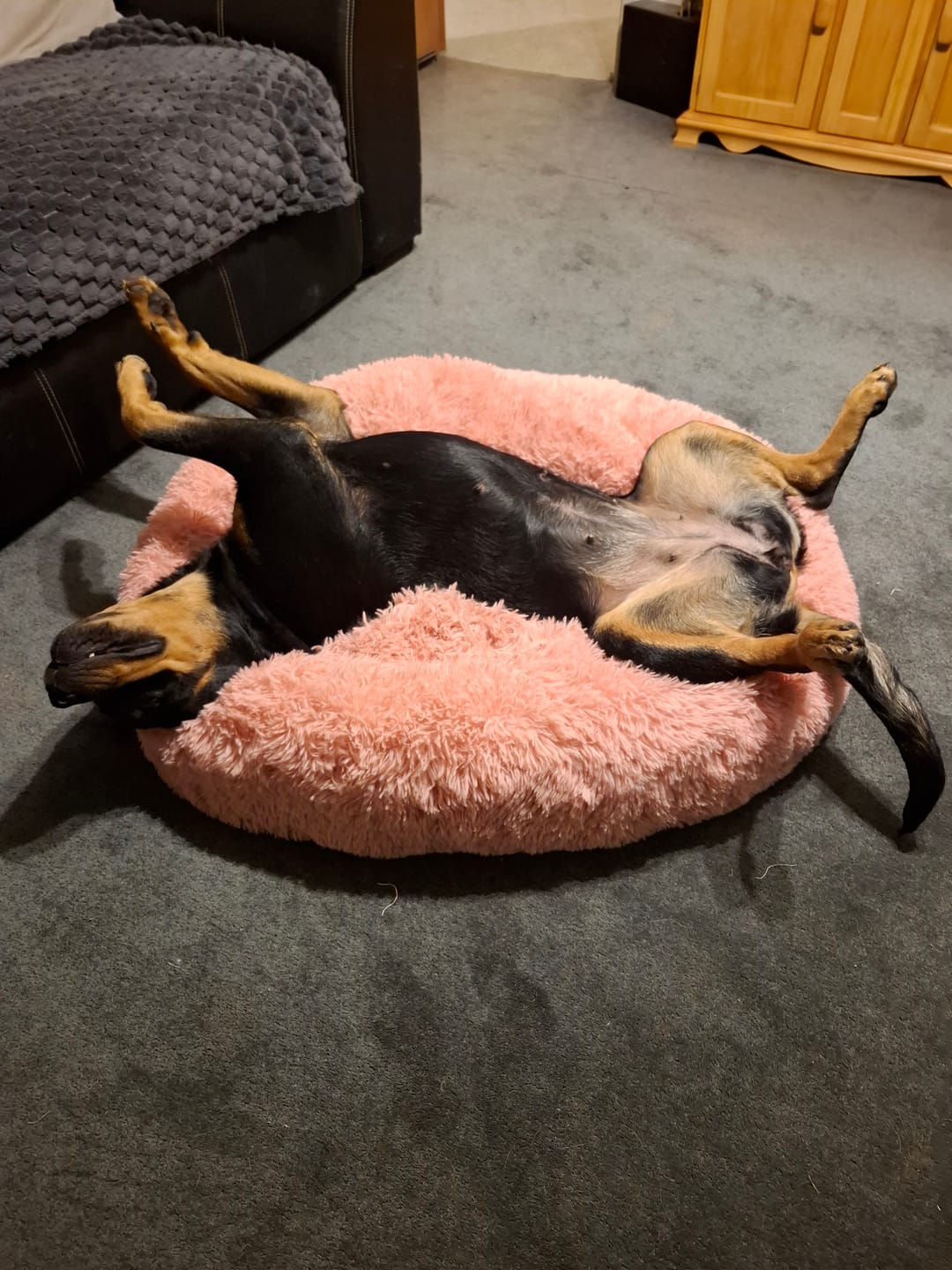 Customer photo review of Brooklyn® Deep Sleep Pet Bed