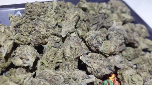 Customer photo review of Light Assist THCA Smalls