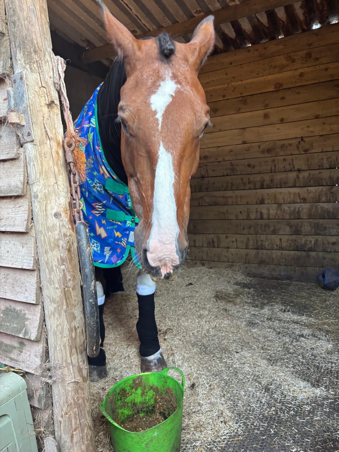 Customer photo review of NEW Thunderstruck Fleece Rug