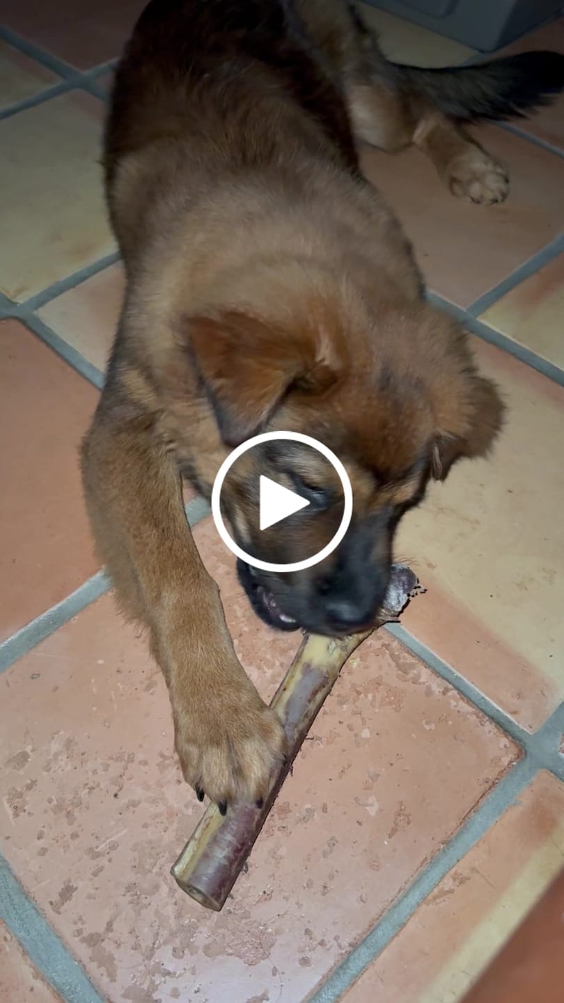 Customer video review of Medium Ostrich Cane (10" x 3"): The Long-Lasting, Flavor-Packed Chew for Medium & Large Dogs