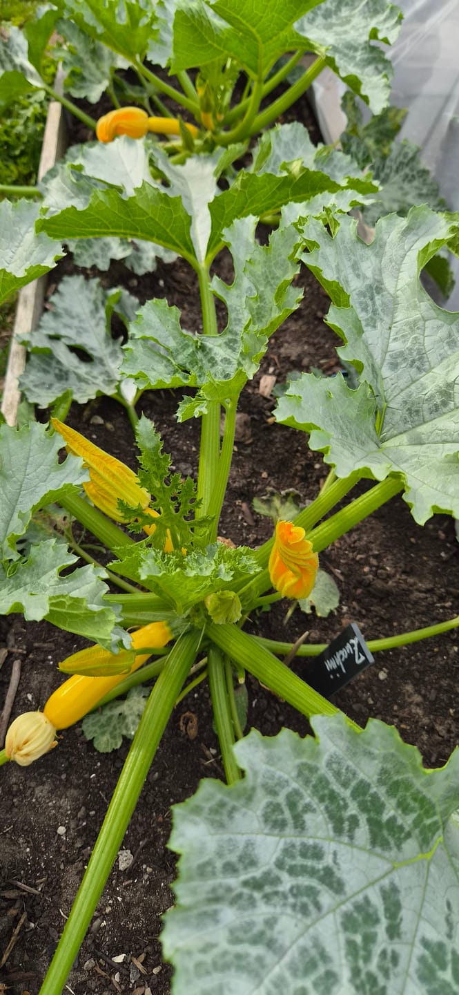 Customer photo review of Gelbe Zucchini ‘Daisy‘