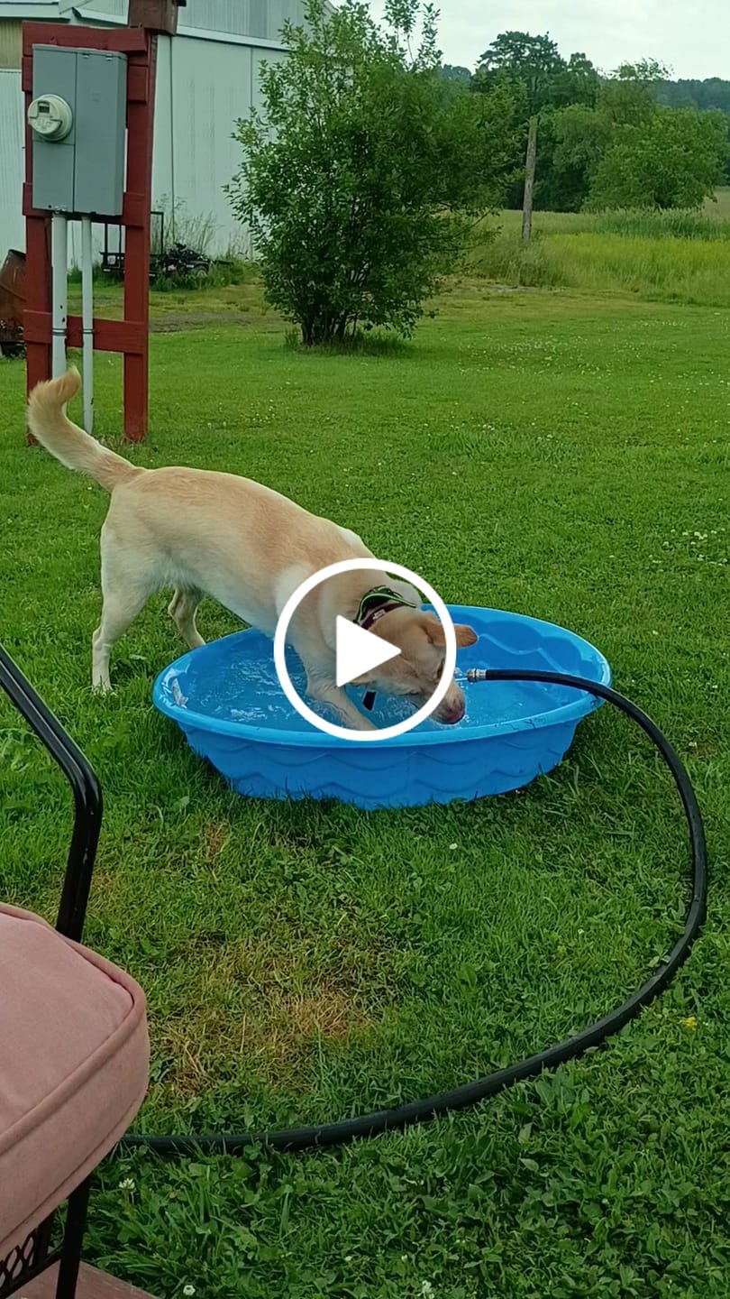 Customer video review of FurLife™ 12 Months Flea and Tick Free