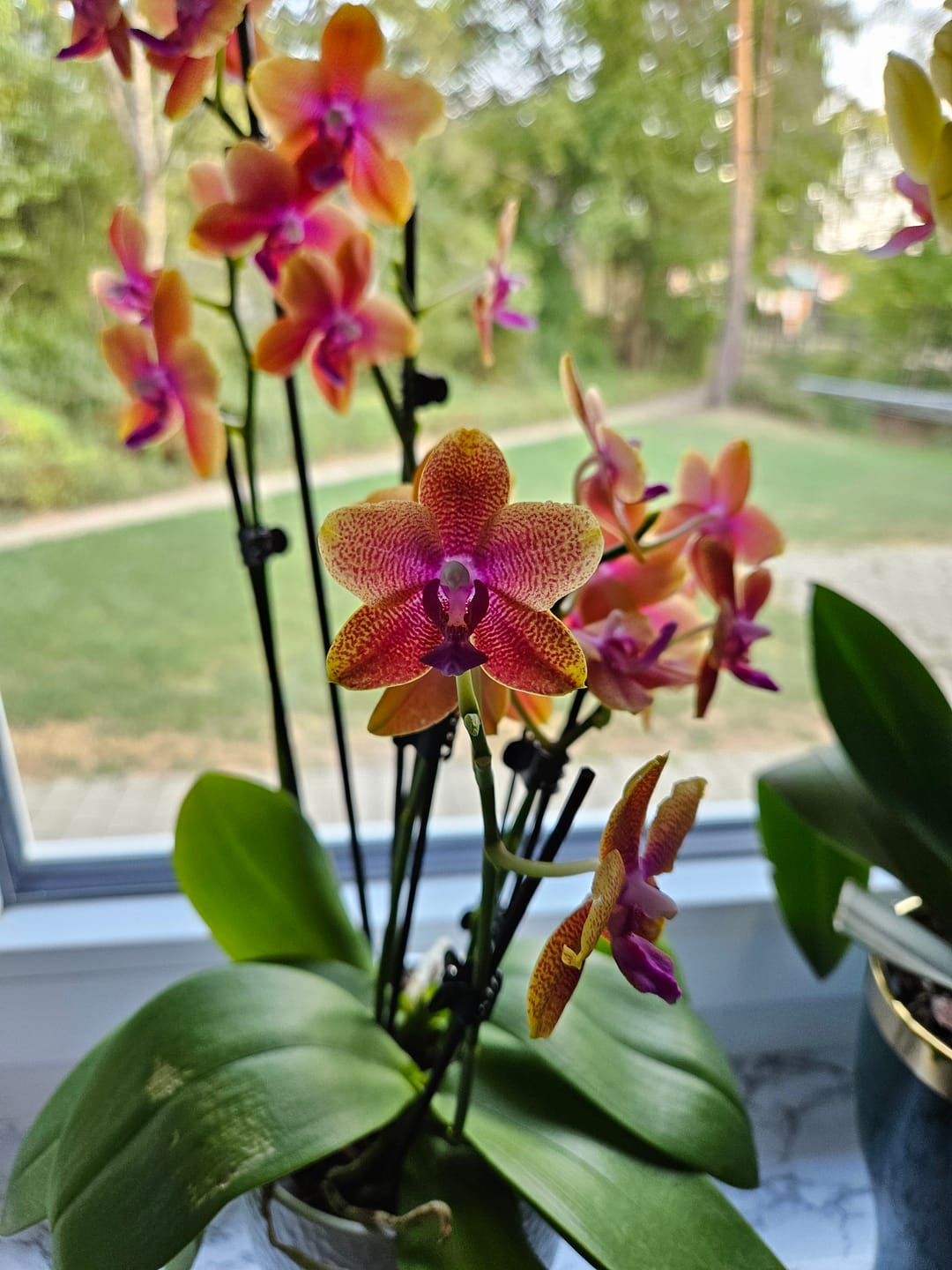Customer photo review of Phalaenopsis Duftorchidee Bolgheri mit orangen Blüten und 3 Rispen
