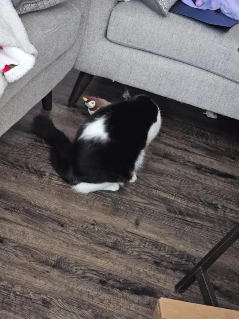 Customer photo review of Realistic Chirping Bird Cat Toy with Flapping Wings