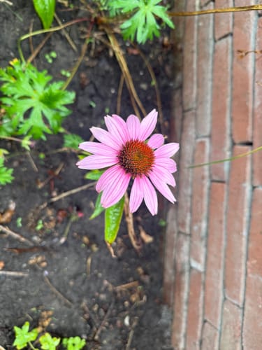 Customer photo review of Rode Zonnehoed - Echinacea purpurea
