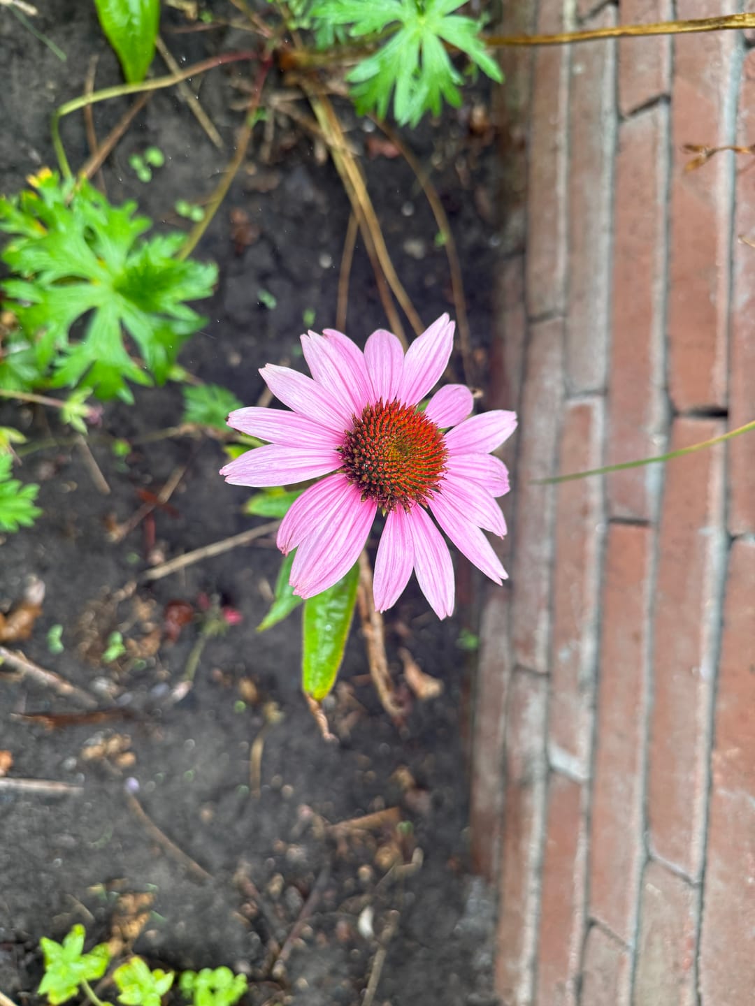 Customer photo review of Rode Zonnehoed - Echinacea purpurea