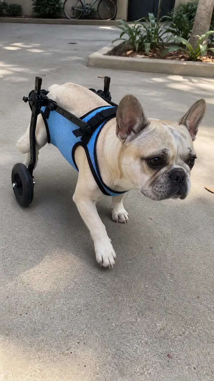 Customer photo review of JoyStride Dog Wheelchair for Small & Medium Breeds