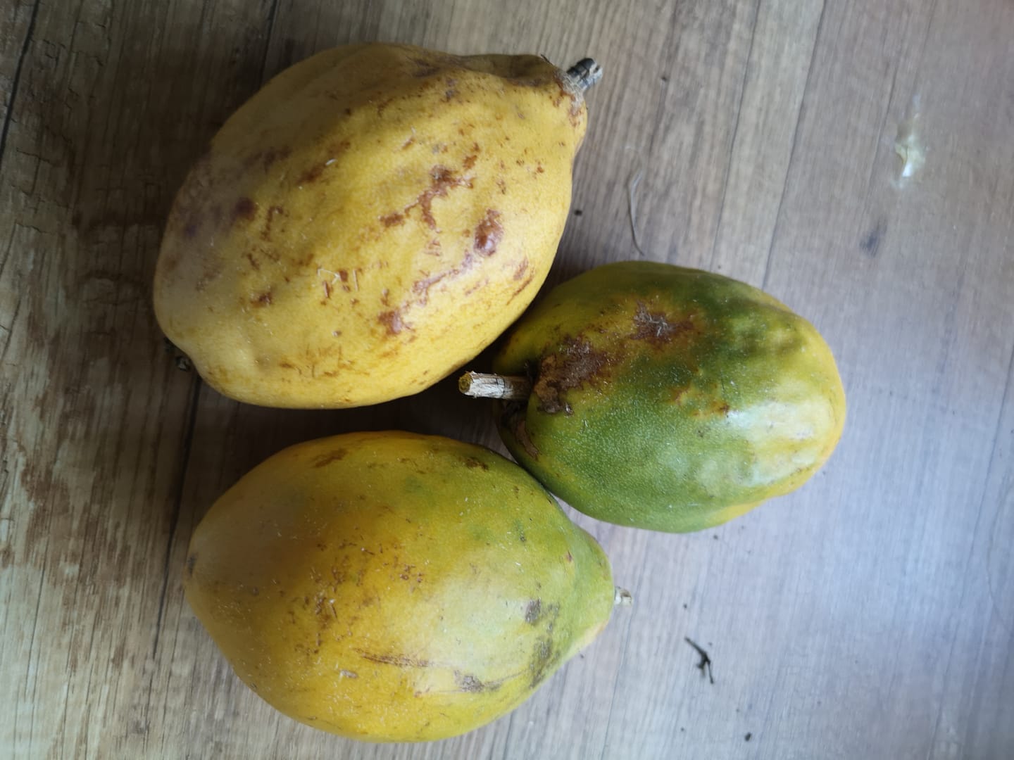 Customer photo review of Passionsfrucht Alata von Salvador