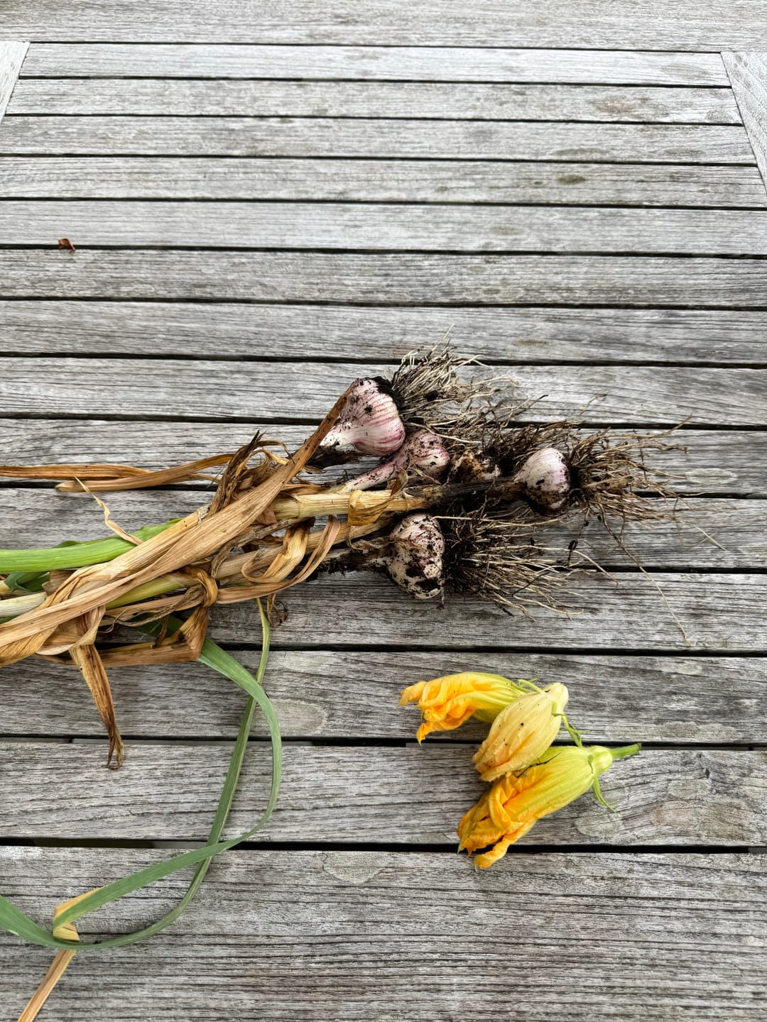 Customer photo review of Pflanzknoblauch ‘Ljubascha’: Bio-Pflanzgut aus Erhaltungsanbau