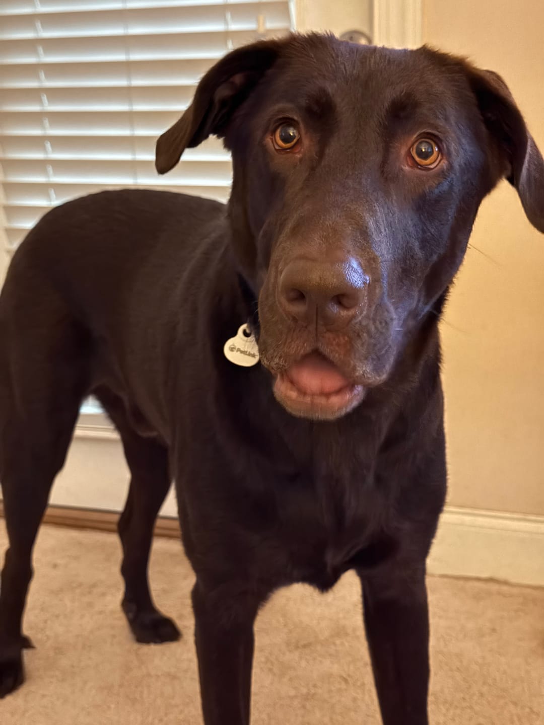 Customer photo review of Sensitive Skin Dog Shampoo - 8oz  Concentrated