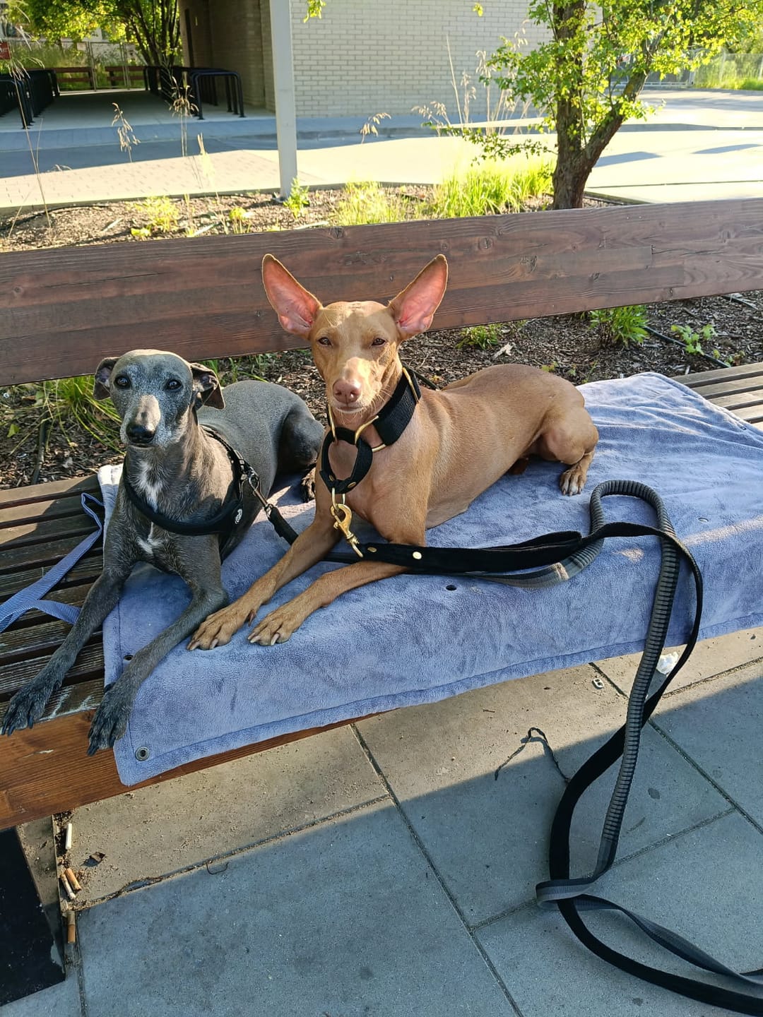 Customer photo review of Smycz z dodatkową rączką - Guard Leash Golden Edition Czarna