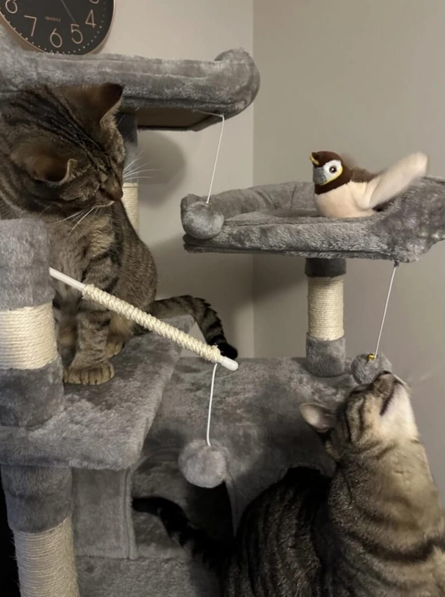 Customer photo review of Realistic Chirping Bird Cat Toy with Flapping Wings